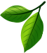 Gaia Compostagens
